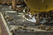 Для здоров&#039;я сімей: надрання та рання виставка бджіл із зимівників 