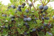 Ягода лісова,  ягода садова: високоросла лохина в Україні 