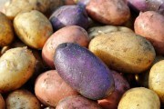 Нові сорти картоплі