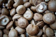 Еліксир життя: інтенсивна технологія вирощування грибів шіїтаке 