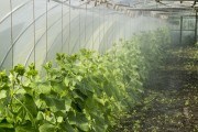 Огірки-норовливці зріють у теплиці: досвід вирощування культури у захищеному ґрунті