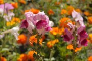 Для краси літніх клумб: розмноження однорічних квітучих рослин насінням та розсадою 