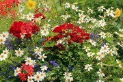 Правила створення краси: підбір та комбінування однорічних рослин для квітника 