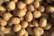 Ріжемо помірковано: рекомендації з поділу посадкових бульб від досвідченого картопляра 