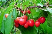 Класика садівництва: поширені сорти-запилювачі для самобезплідних сортів вишні у аматорських садах 