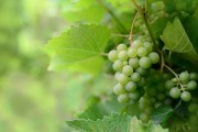 Все, що треба, є в золі: досвід підживлення виноградних рослин в аматорських умовах 
