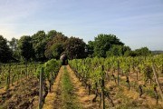 Підготовка та висадка живців: основні роботи на молодому винограднику у квітні 