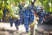 Не вимагають укриття: досвід вирощування технічних сортів винограду 
