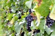 Шість основних причин низької продуктивності виноградних кущів 