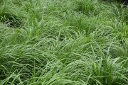Трава, м&#039;яка як подушка: як виростити газон з мітлиці повзучої 