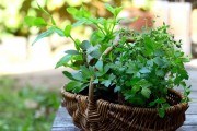 Весняне лікування: трави для тонусу та гарного самопочуття 
