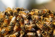 Швидка допомога на пасіці: як доглядати за сім&#039;ями бджіл на зимівлі 
