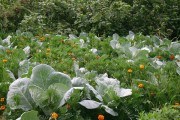 Добрі сусіди: враховуємо сумісність різних овочевих рослин у змішаних посадках