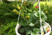 Квітучий рубін: гібрид садової суниці Ruby Ann – плодоносить круглий рік 