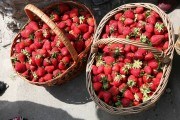 Не перестане дивувати ягодами: досвід вирощування великоплідної садової суниці 