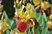 Райдужні відблиски у квітниках: особливості догляду за ірисами до і після цвітіння 