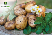 Захист картоплі від колорадського жука