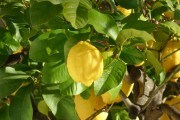 Домашній лимонарій: основи догляду за лимонами в умовах захищеного ґрунту 