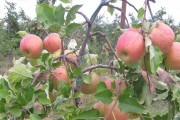 Сучасні технології для садоводів: закладаємо інтенсивний сад яблуні 
