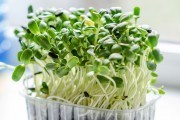 Зелені грядки для здоров&#039;я та тонусу: вирощуємо і вживаємо мікрозелень 