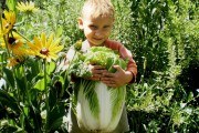 Ніжна, соковита, смачна: вирощуємо пекінську капусту  