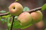 Про айву японську: вегетативне та насіннєве розмноження культури, використання і переробка плодів 