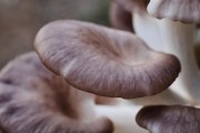 Гливи майже не хворіють: захист від хвороб, шкідників та деформації плодових тіл на грибній плантації 