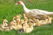 Природна інкубація мускусних качок: догляд за качками під час насиджування яєць, вирощування каченят  