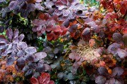 Коли опало листя і заснули квіти: роботи в декоративному саду в останній місяць осені