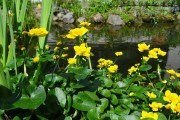 Домашній ставок: облаштування декоративної міні-водойми у садибі 