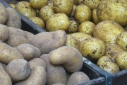 Дві програми яровізації картоплі: обов&#039;язкові та додаткові операції з передпосівної обробки бульб 