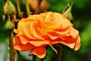 Сонячні акценти: вибираємо декоративні і квітучі рослини у помаранчевих тонах 