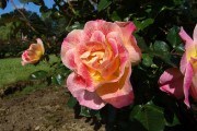 Вишукані та елегантні: основи щеплення і формування штамбових троянд 