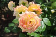 З весни до осені: теорія і практика посадки троянд 