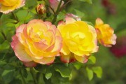 Квітуча садиба з травня до вересня: догляд за трояндами влітку 