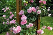 Вінок запашних троянд: правила облаштування розарію  