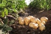 Ампліго: картопля без жука