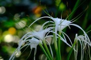Чарівна квітка — гіменокаліс: посадка, вирощування та розмноження рослин 