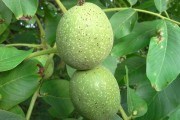 Практикум горіховода: як виростити плодоносне горіхове дерево з насіння 