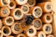 Дикі бджоли – трудівниці: як залучити осмій для запилювання плодових рослин 