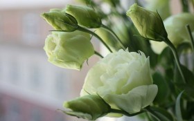 Квіти для "професіоналів": досвід вирощування еустоми і тореніі 