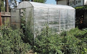 З огірками все вийшло: досвід вирощування зеленців у теплиці