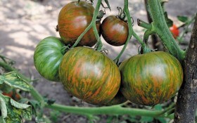 Свято великого врожаю: двоколірні сорти помідорів