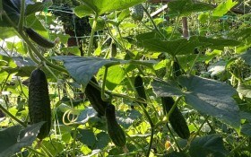 Огірковий бум: як налагодити конвеєр вирощування улюблених овочів