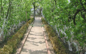 Гармония линий: декоративные формировки в плодовом саду