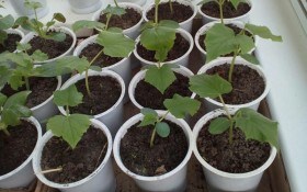 Хрустка грядка: досвід вирощування огірків на "зеленому добриві"  