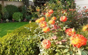 Пишний розарій: проста класифікація груп та видів троянд 