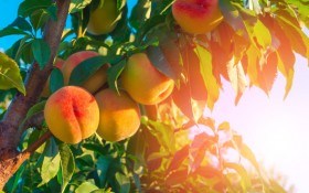 Кучерявість персика: чому важливо дотримуватися схеми обробки