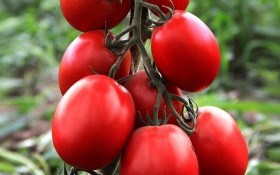 Вирощування томатів: прямий посів або висадка розсади?