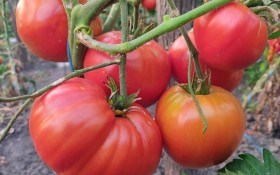 Від малого до великого: коллекція улюблених помідорних сортів 